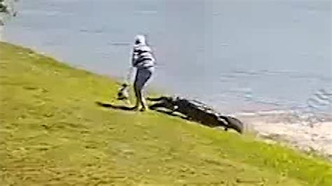 A video of the Kool-Aid commercial-esque moment. . Woman attacked by alligator full video